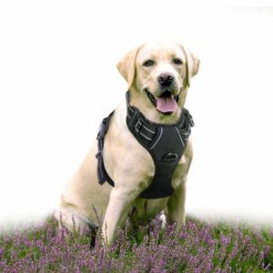 SlowTon Hundegeschirr mit Sicherheitsgurt Double luftdurchlässiges Latex-Gittergewebe Geschirr reguläre Reisenweste Autosicherheitsgurt für alle alltäglichen und sportlichen Aktivitäten dem Vierbeiner